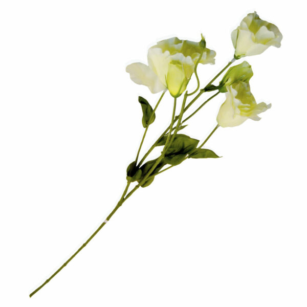 Flor Campanilla Primavera Blanco