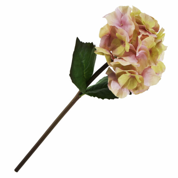 Hortensia Golden Rosa