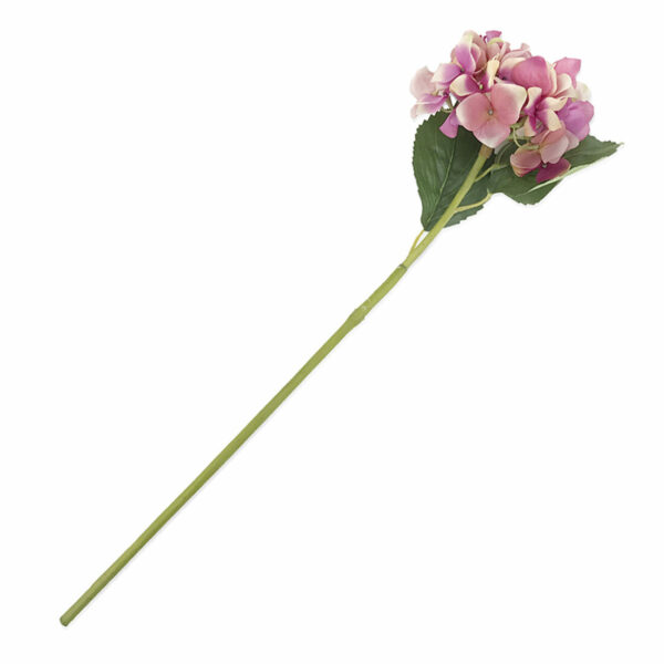 Hortensia Grace Rosa