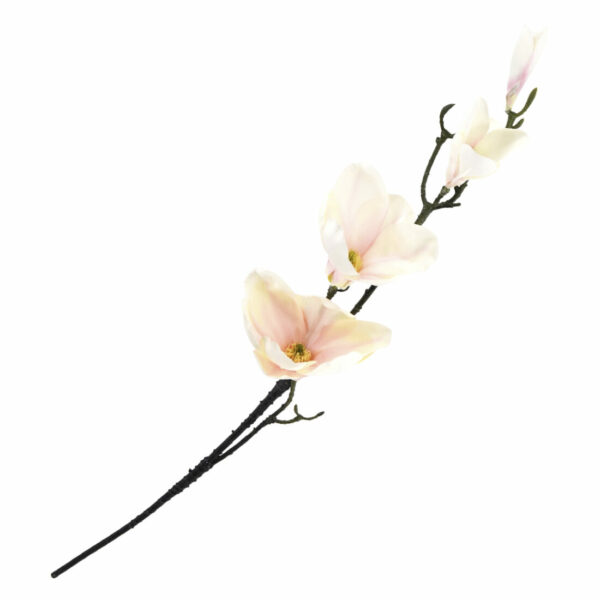 Magnolia Golden Rosa